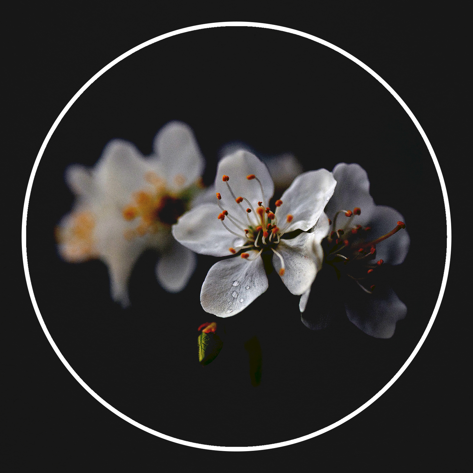 Fanlink profile picture for @sanctuary