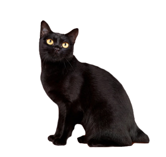 Fanlink profile picture for @kittycat