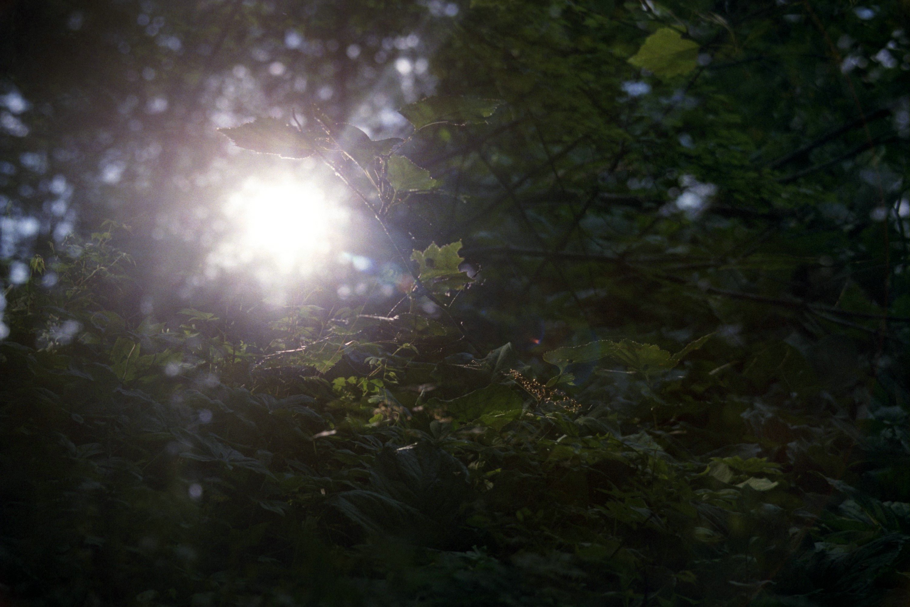 Fanlink banner for @calm