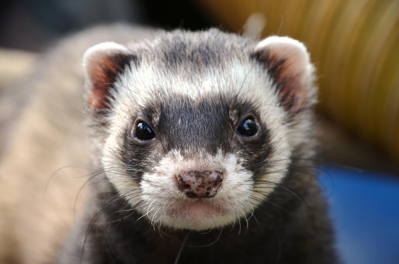 Fanlink profile picture for @ferrets